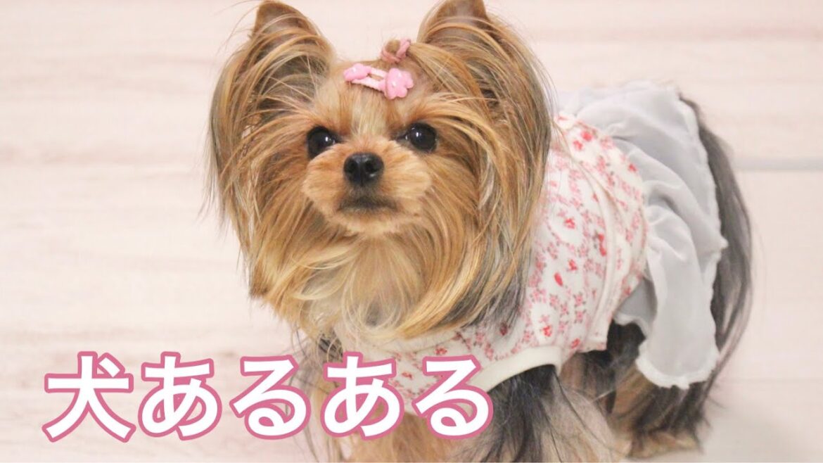 犬の飼い主さんあるある【ヨークシャテリア】【マルチーズ】