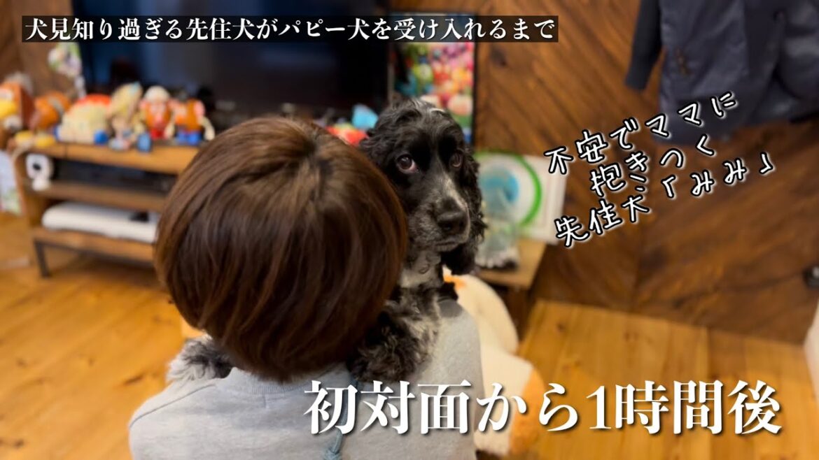 【犬見知り過ぎる先住犬がパピー犬を受け入れるまで#2】不安　イングリッシュコッカースパニエル「みみ」の気持ち