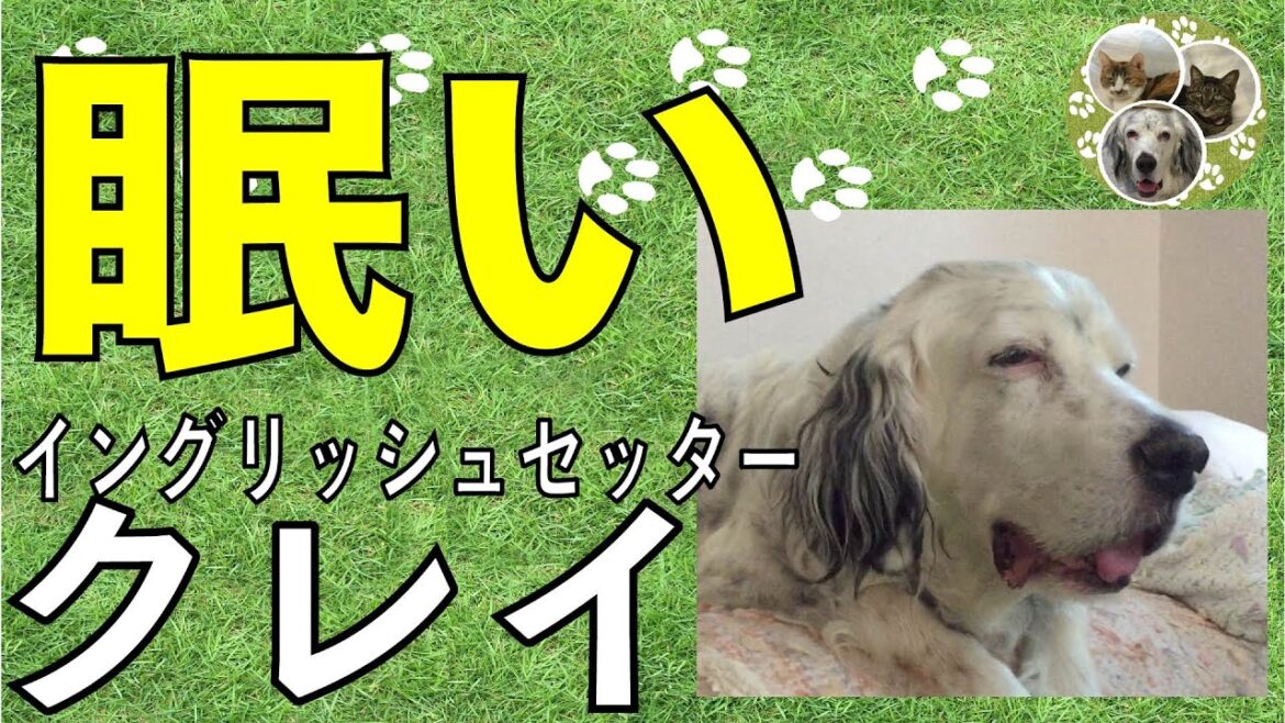 イングリッシュセッター / クー / 昼下がりの眠いひととき