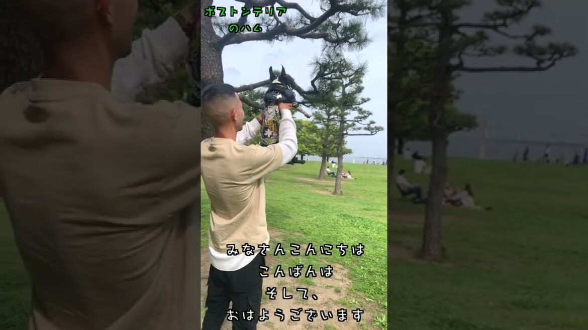 ライオンキングの名シーン byボストンテリアのハム with ツナ #shorts