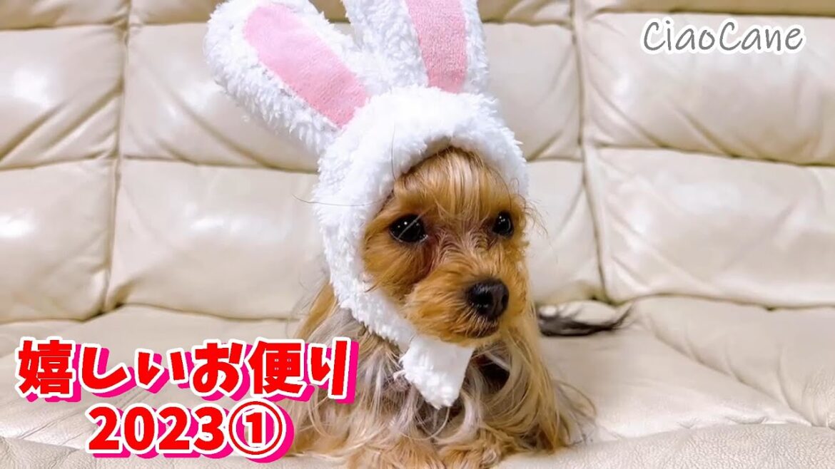 嬉しいお便り2023①【ヨークシャーテリア専門犬舎チャオカーネ】 嬉しいお便り2023①【ヨークシャーテリア専門犬舎チャオカーネ】