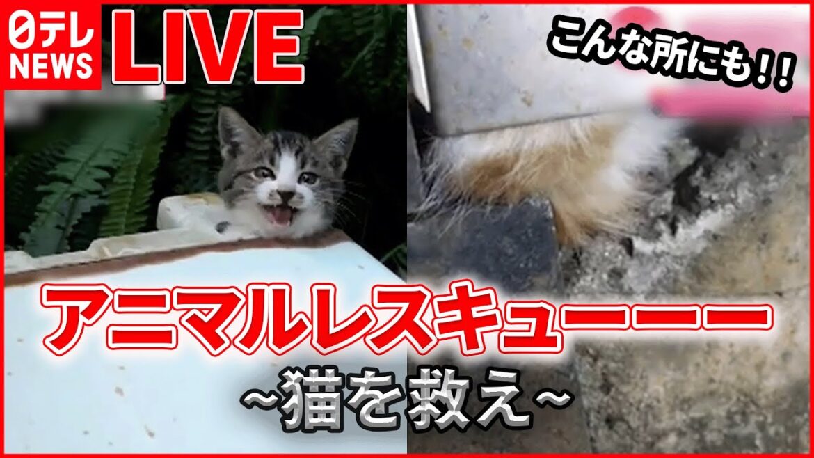 【猫ライブ】救助隊が駆け付け…/子猫スポッ！“マイブーム”で思わぬピンチ/ジャンプ、またジャンプ…あきらめない猫の挑戦 など （日テレNEWS LIVE）