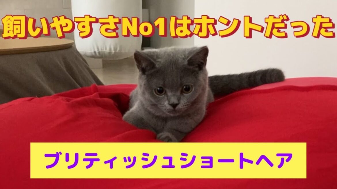 【ブリティッシュショートヘア】可愛さ天下一品【飼いやすさ最強説】＃ブリティッシュショートヘア＃猫＃かわいい