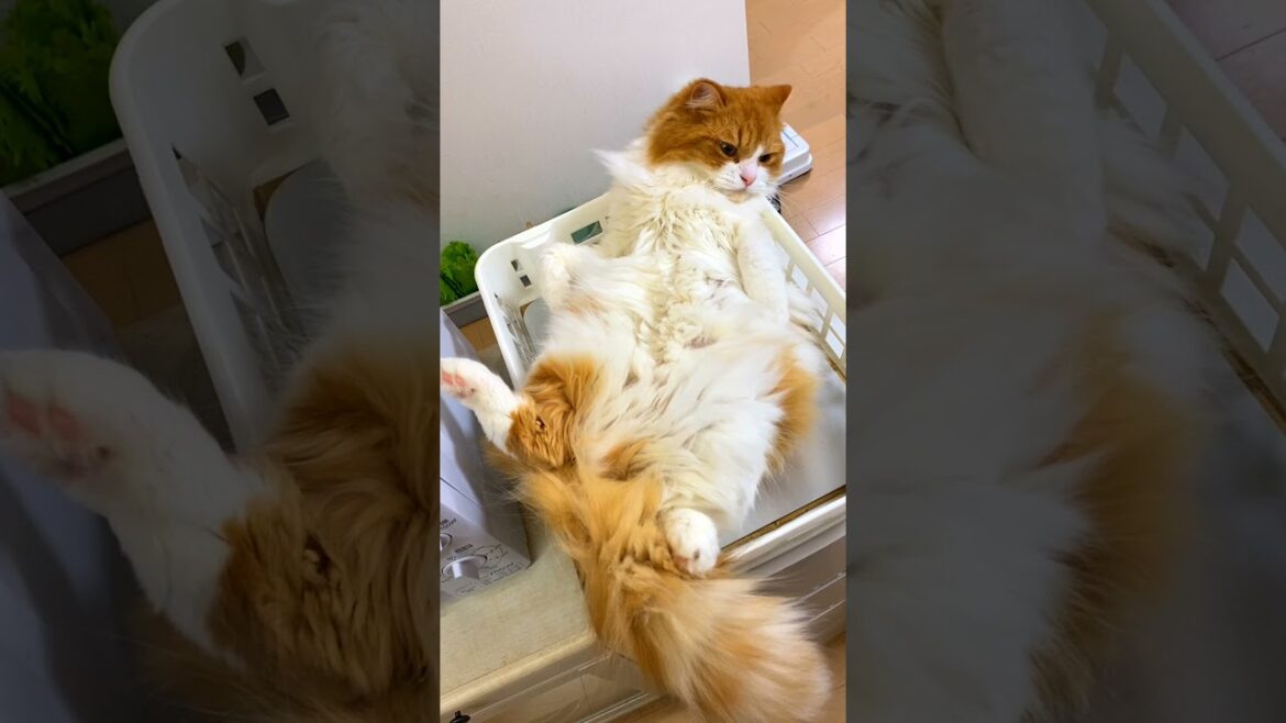 大股開きでオラつくヤンキー猫ｗ［スコティッシュフォールド］ / CuteCat #Shorts​