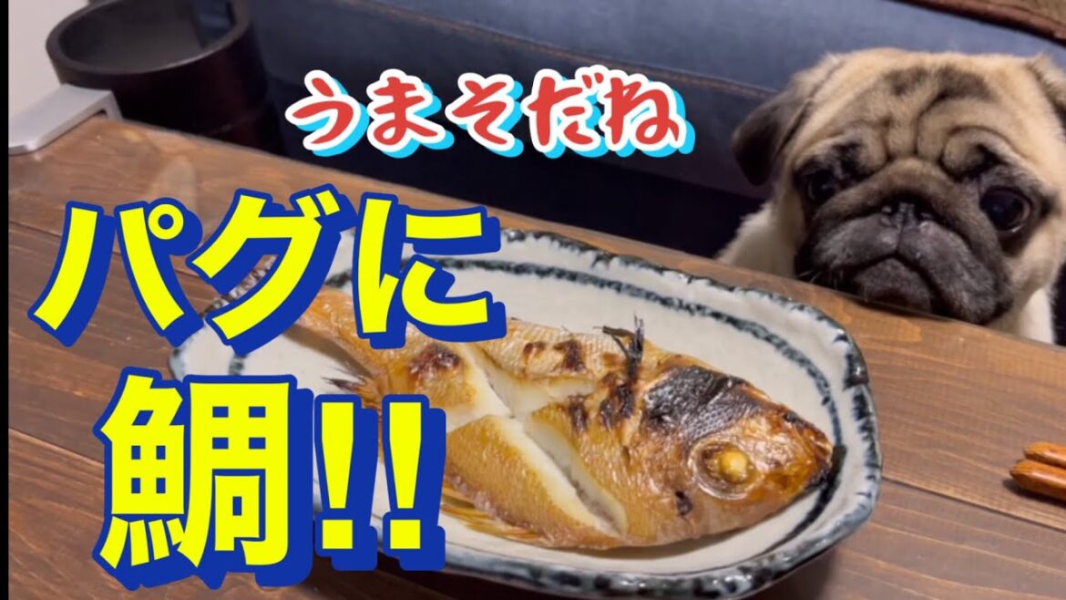 初めて鯛を食べたパグ　【パグ侍ももたろ】