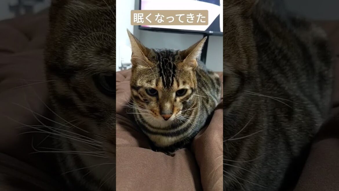 毎日一緒に寝てくれるベンガルのパトラ君　#shorts