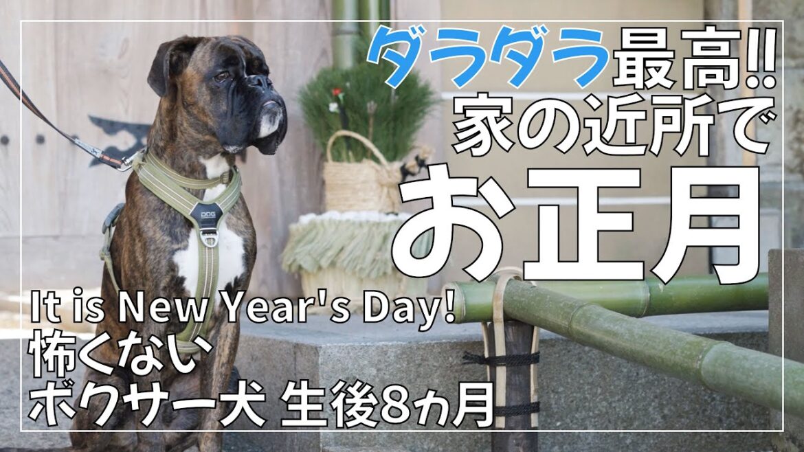 怖くないボクサー犬子犬のお正月の過ごし方