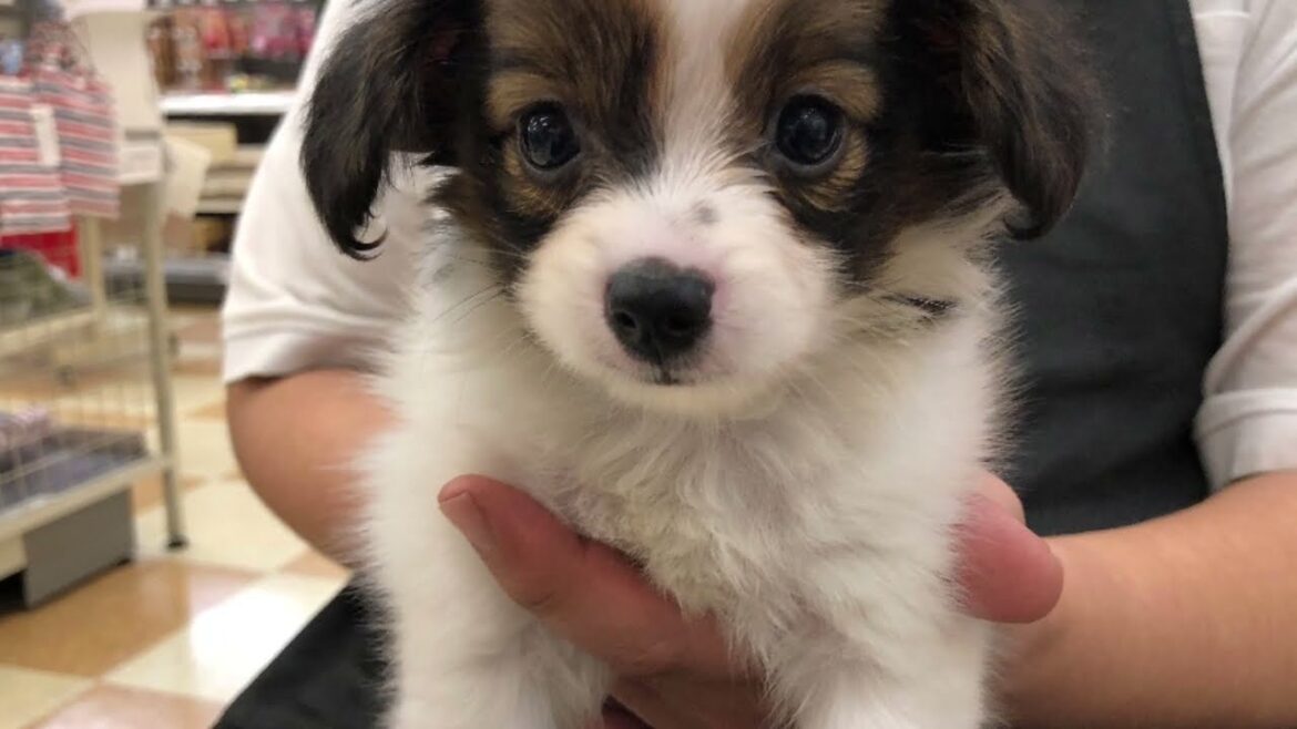 【パピヨン】遊ぶの大好き子パピヨン