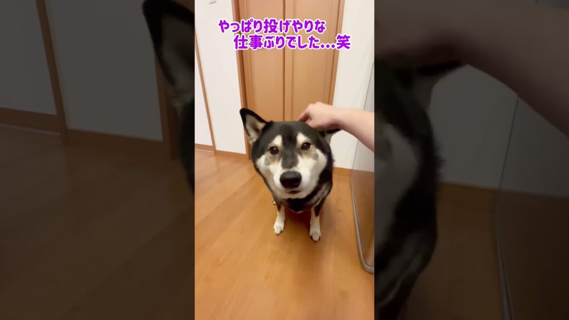 【楽しい時間】大好きなモノを待つ柴犬が可愛すぎた…。