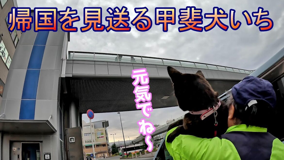 レニーを見送った甲斐犬のいっちゃん