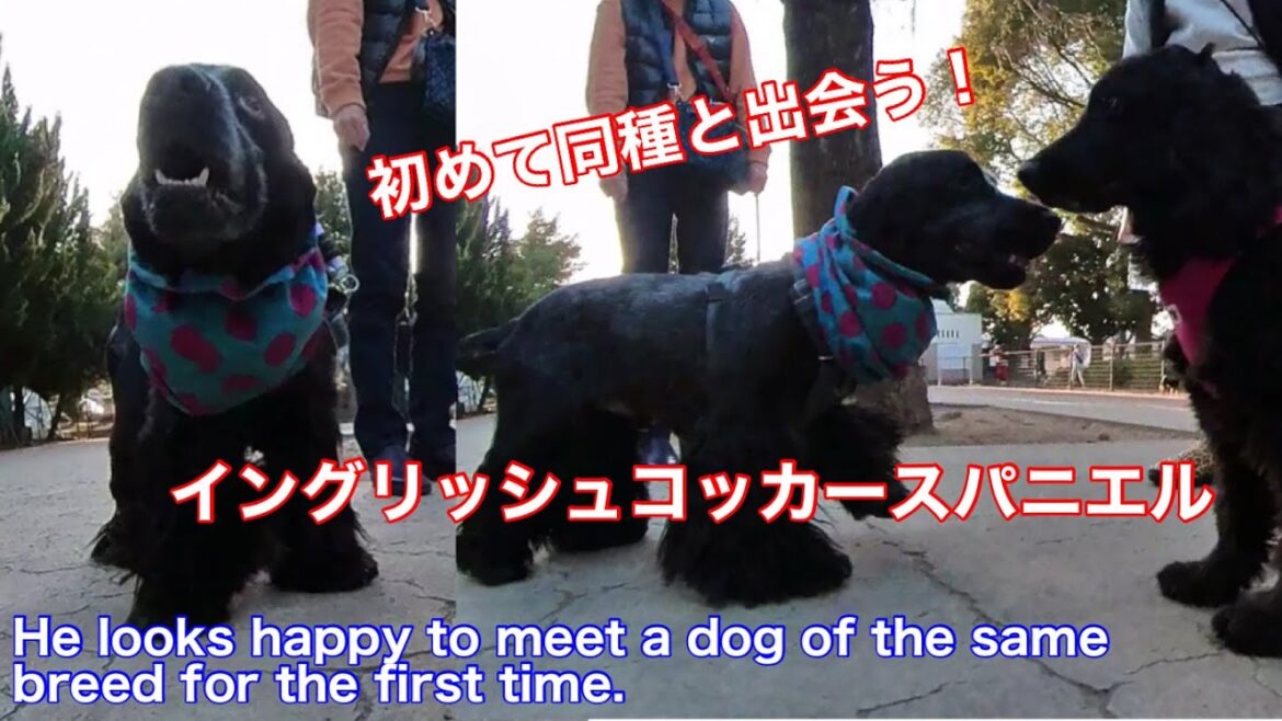 【初体験】初めてイングリッシュコッカースパニエルに出会うイングリッシュコッカースパニエル【ちよ君】癒し #Shorts