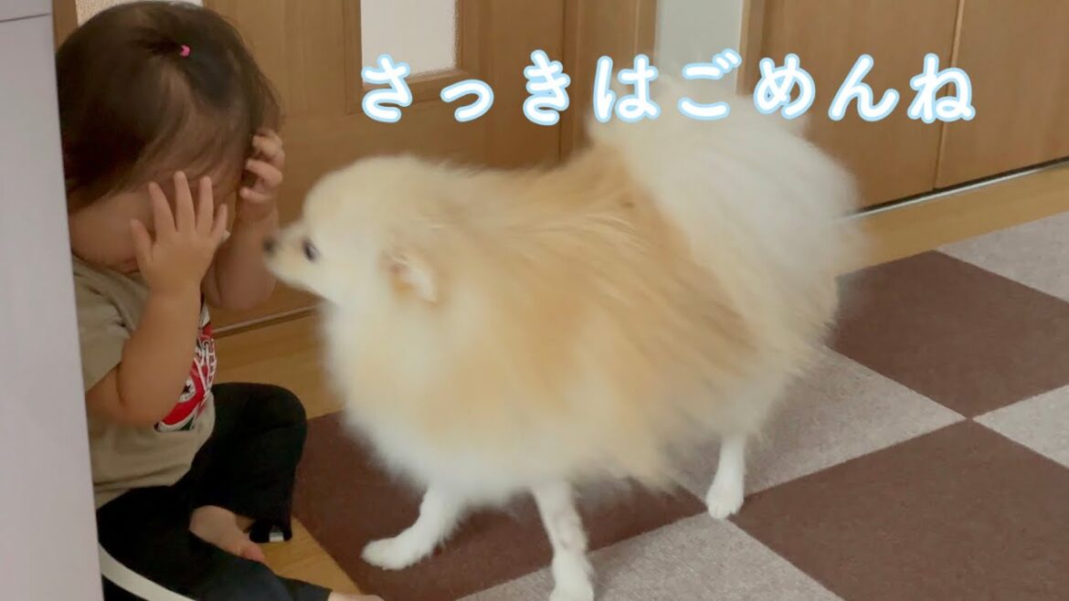 ポメラニアンが赤ちゃんを襲った結果…こうなりました！