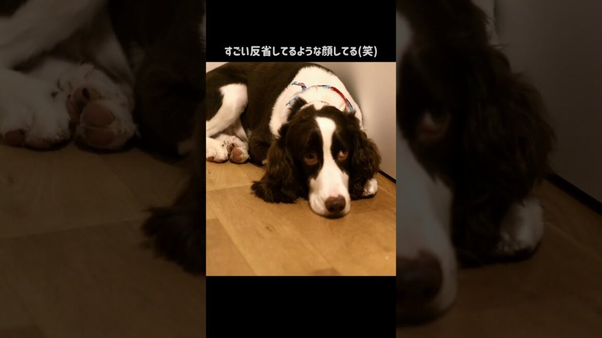 寂しがり屋の中型犬にお留守番させるとこうなる……　【イングリッシュスプリンガースパニエル】