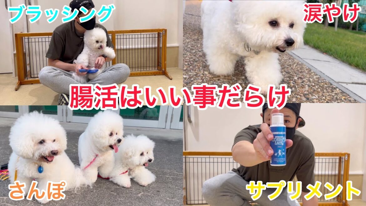 ビションフリーゼ三姉妹は健康志向✨乳酸菌サプリメントで【腸活】