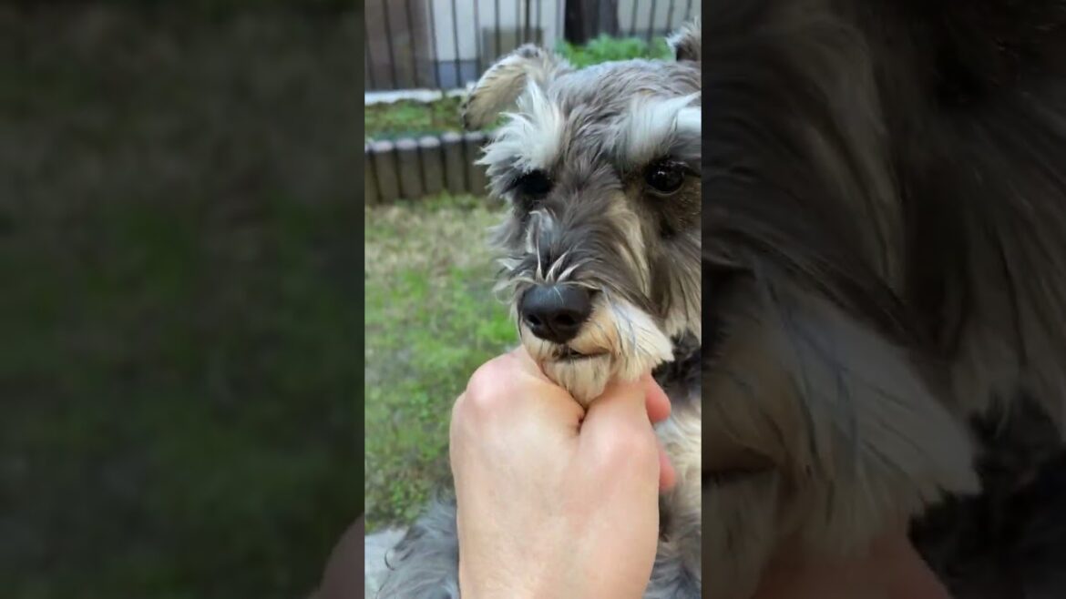大晦日にシャンプーしたら大暴れする犬。ミニチュアシュナウザーひじき