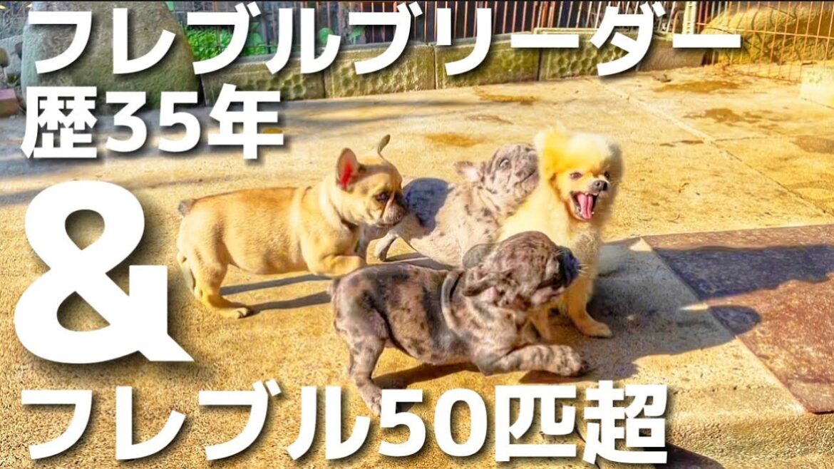 フレブル50匹以上！！西日本一のフレブルブリーダーさんの犬舎を見学させてもらった感想のお話