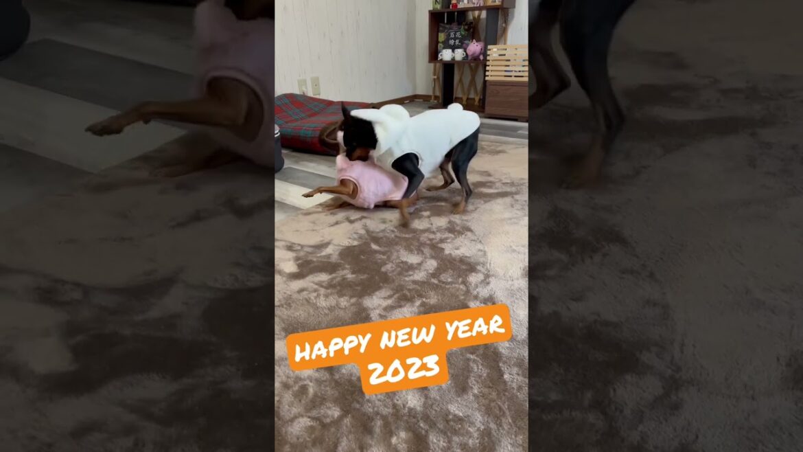happy new year #miniaturepinscher #ミニピン #犬 #ミニチュアピンシャー
