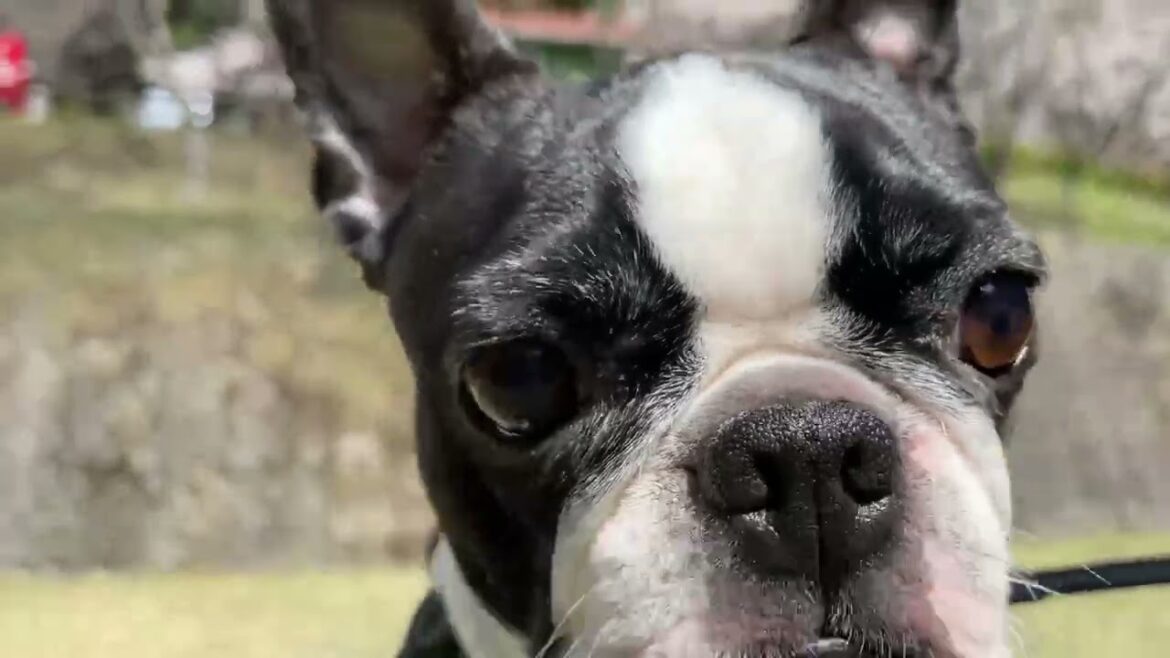 ボステリとイタグレと桜【ボストンテリアとイタリアングレーハウンド】Boston terrier & Italian greyhound