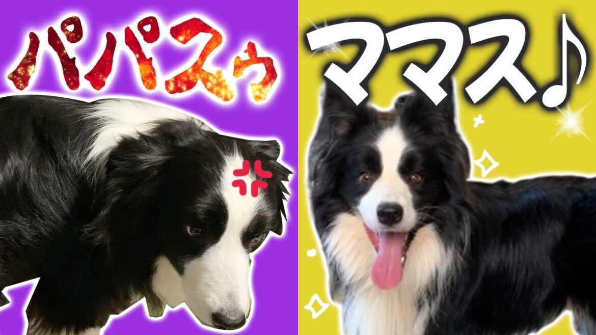 【ボーダーコリー】人で態度を変えるボーダーコリー…！家に置いていったら大変な事になった…