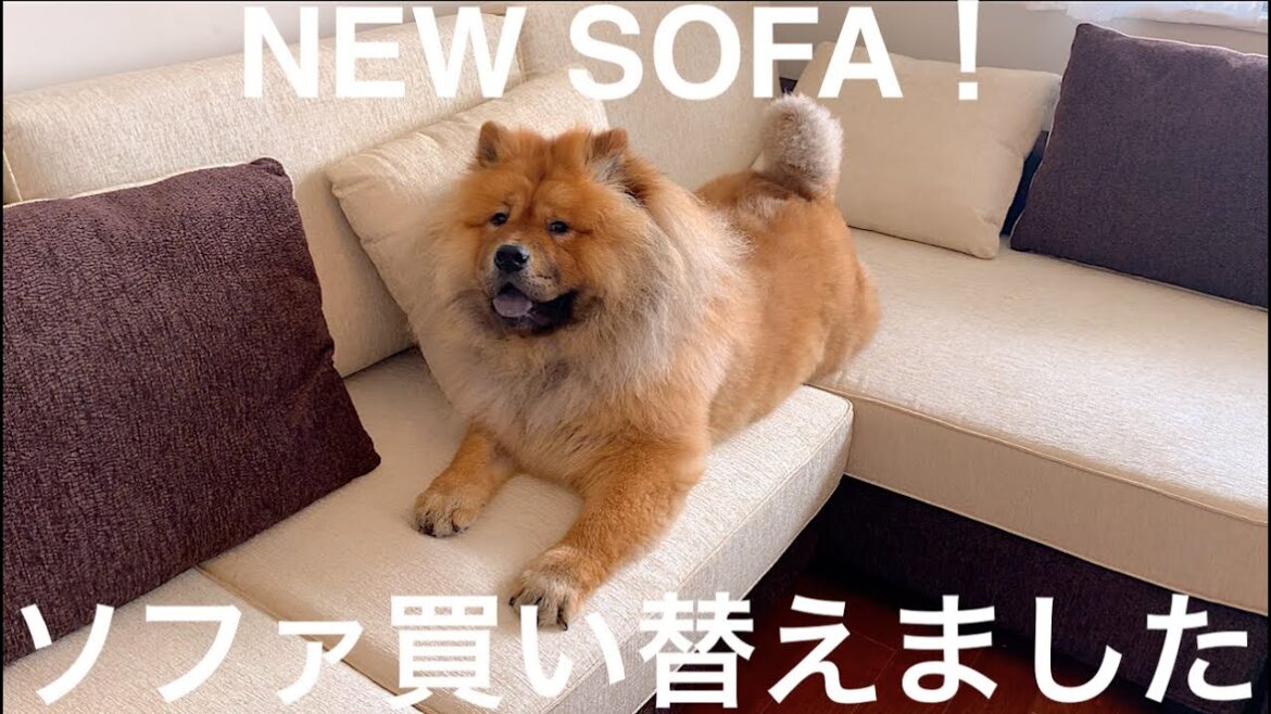 【お家のチャウチャウ】ソファを買い替えました！【都会暮らしの犬】
