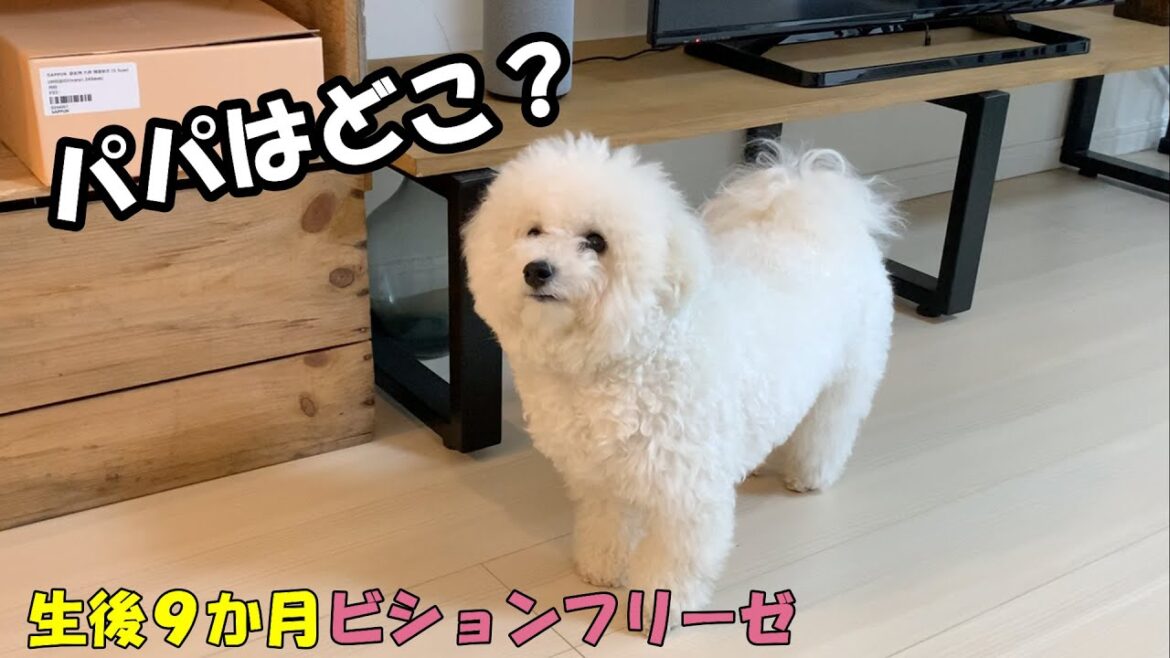 パパの帰りを健気に待つ犬が可愛すぎた♡【ビションフリーゼ】 パパの帰りを健気に待つ犬が可愛すぎた♡【ビションフリーゼ】