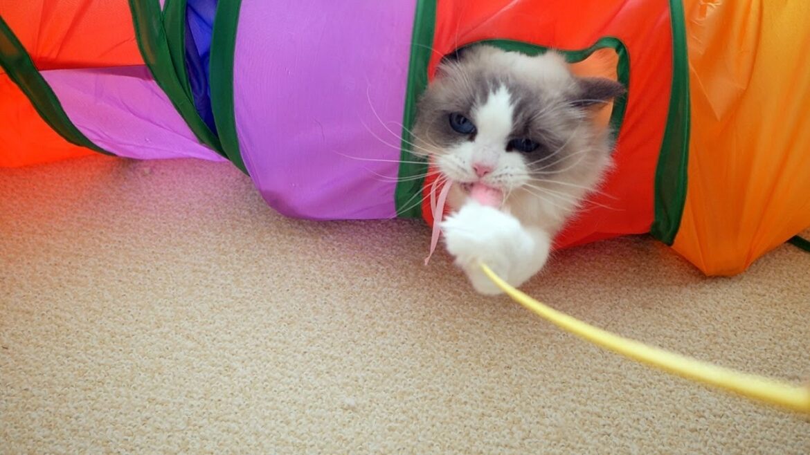 おとなしいはずのラグドールが猫じゃらしで凶暴化しちゃいました…