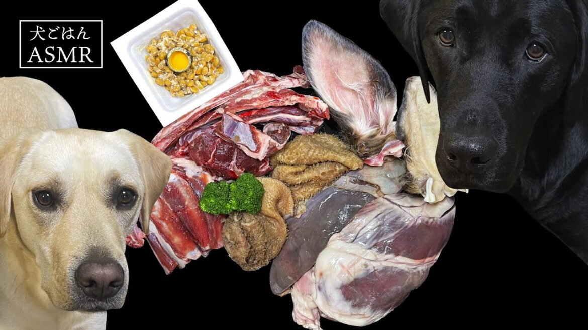 【ASMR  犬ごはん】生肉に納豆のカロリー控えめなラブラドールレトリバーのヘルシーごはん/咀嚼音/Raw Feeding Dogs asmr
