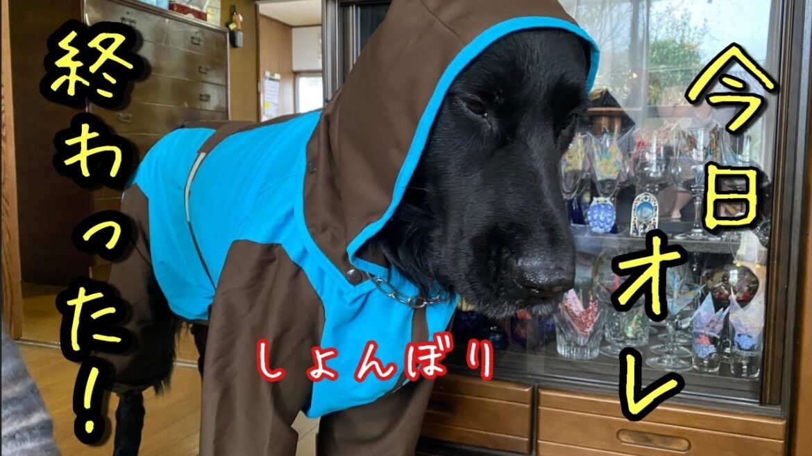 レインコートは苦手です！【フラットコーテッドレトリーバー＃26】