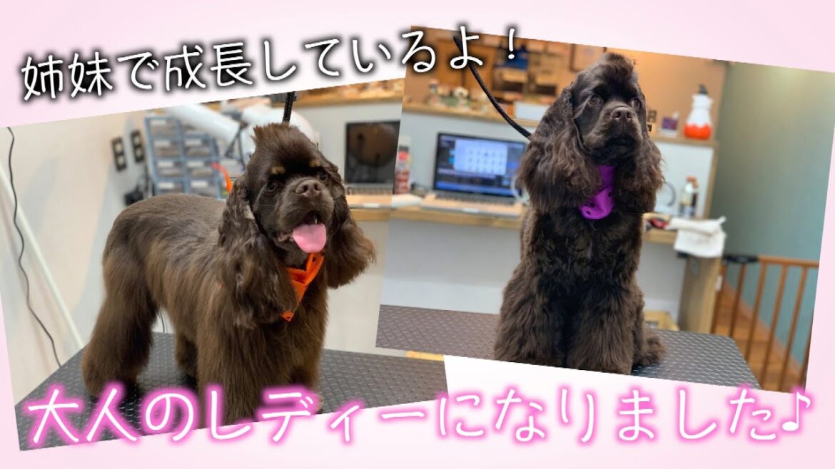 【トリミング】アメリカン・コッカー・スパニエル「優芽ちゃん」&「桜ちゃん」ご来店♪
