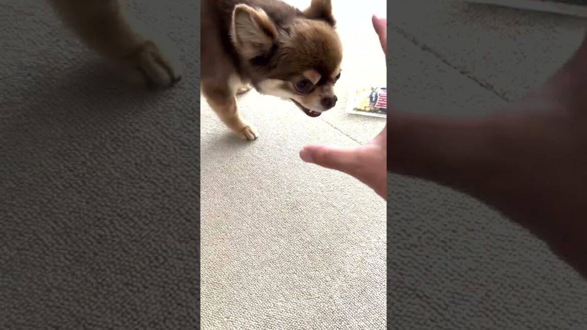 守るロングコートチワワ【chihuahua】#shorts