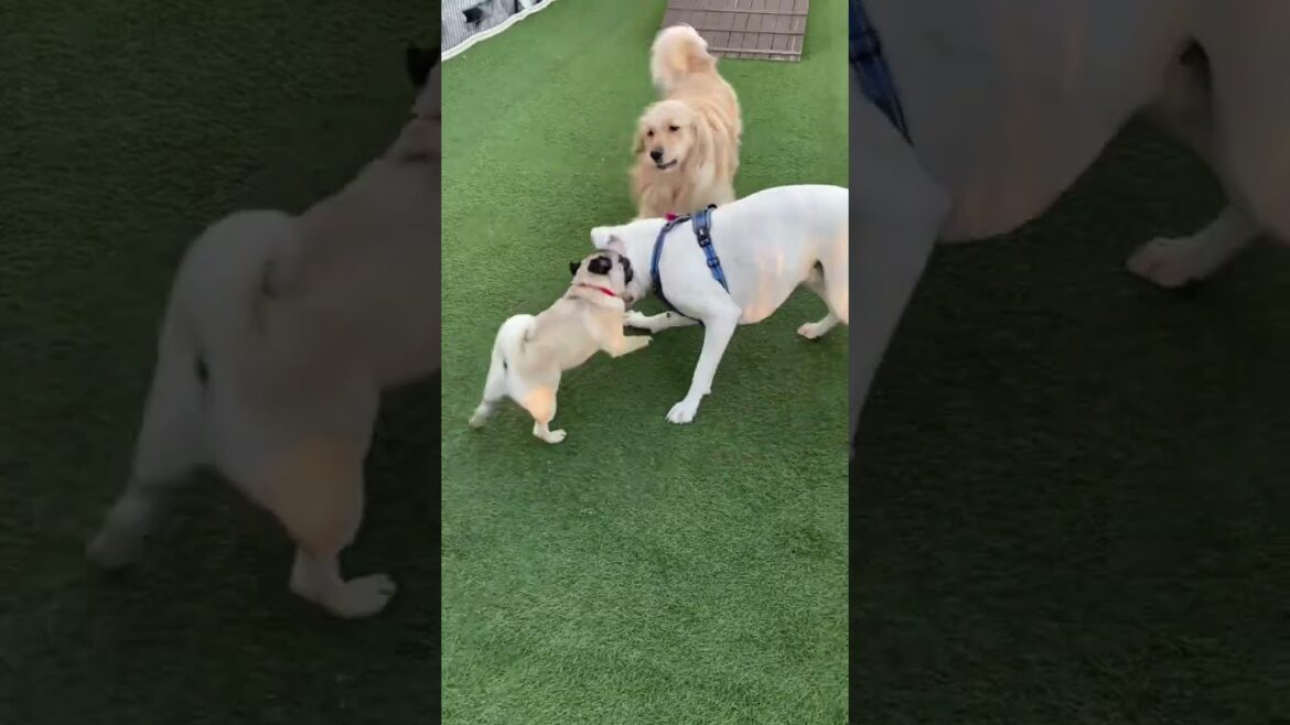 パグに優しいボクサー犬🐾ゴールデンレトリバー　ボクサー犬