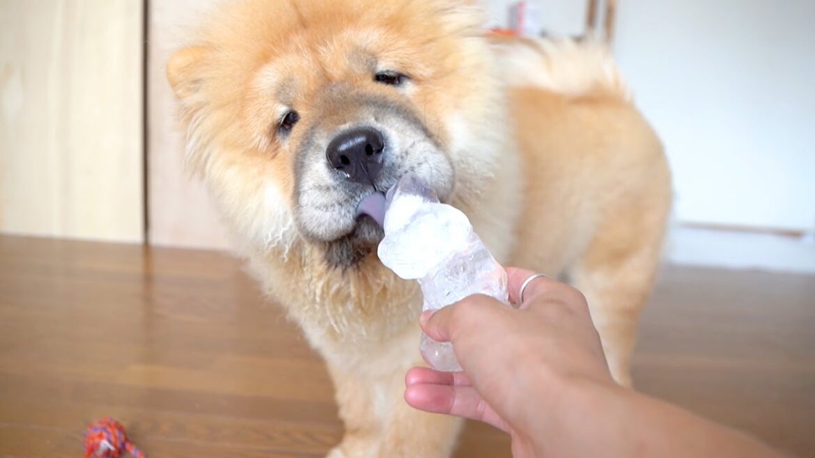 初めて氷を見たチャウチャウ犬の反応がw