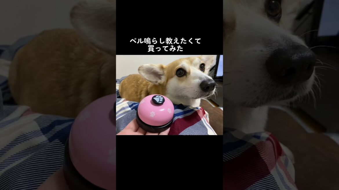 【TikTok動画】おてての短さ把握してないなこれ😀#shorts #くきたん#コーギー #犬  #うちの子が可愛すぎる  #fyp  #ベル遠すぎて  #ぺちぺち #可愛すぎる  #おてて