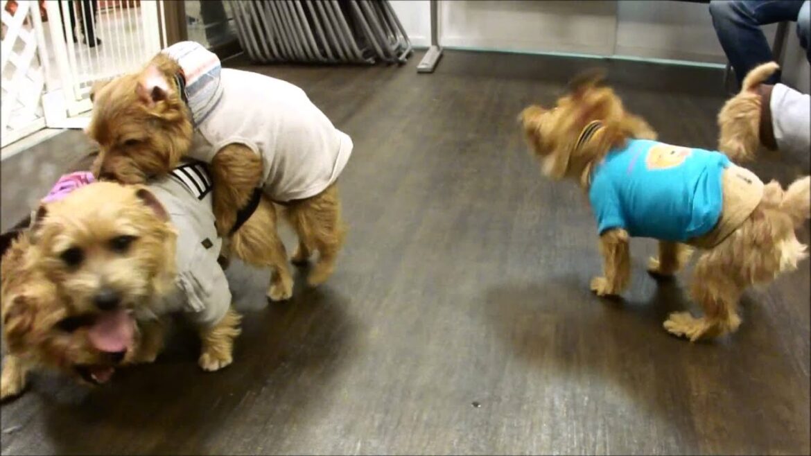 ノーフォーク・ミュージアム2013・ジョーカー二子玉川店・Norfolk Terrier・ノーフォークテリア・リロ