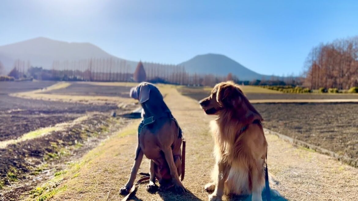 愛犬と冬の高原をお散歩。ゴールデンレトリバーとワイマラナーの子犬。