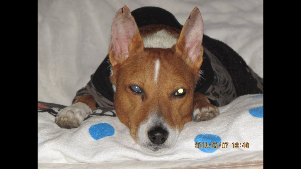 【バセンジー】プリンも食えるだ