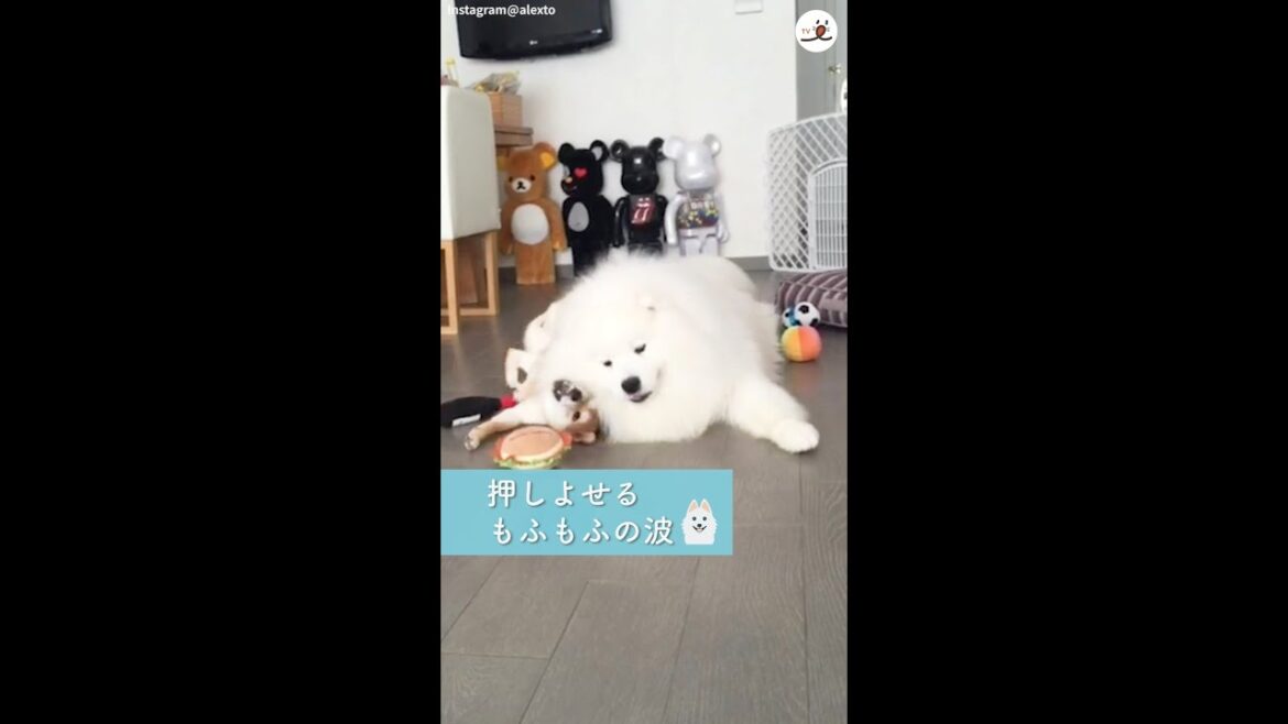 柴犬にモテモテなサモエドさん💗 その魅力はやっぱり…😍 #Shorts
