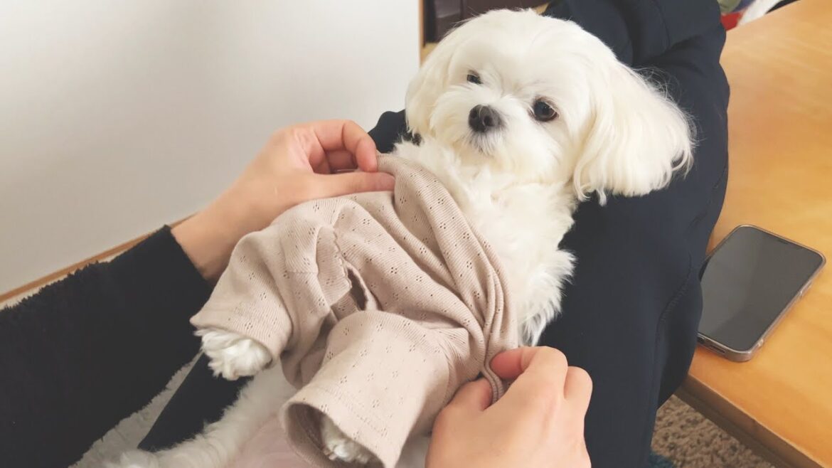 服を着たくなくて抵抗しまくる犬が可愛すぎる【マルチーズ】