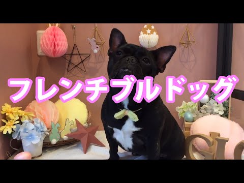 フレンチ・ブルドッグのトリミング フレンチ・ブルドッグのトリミング