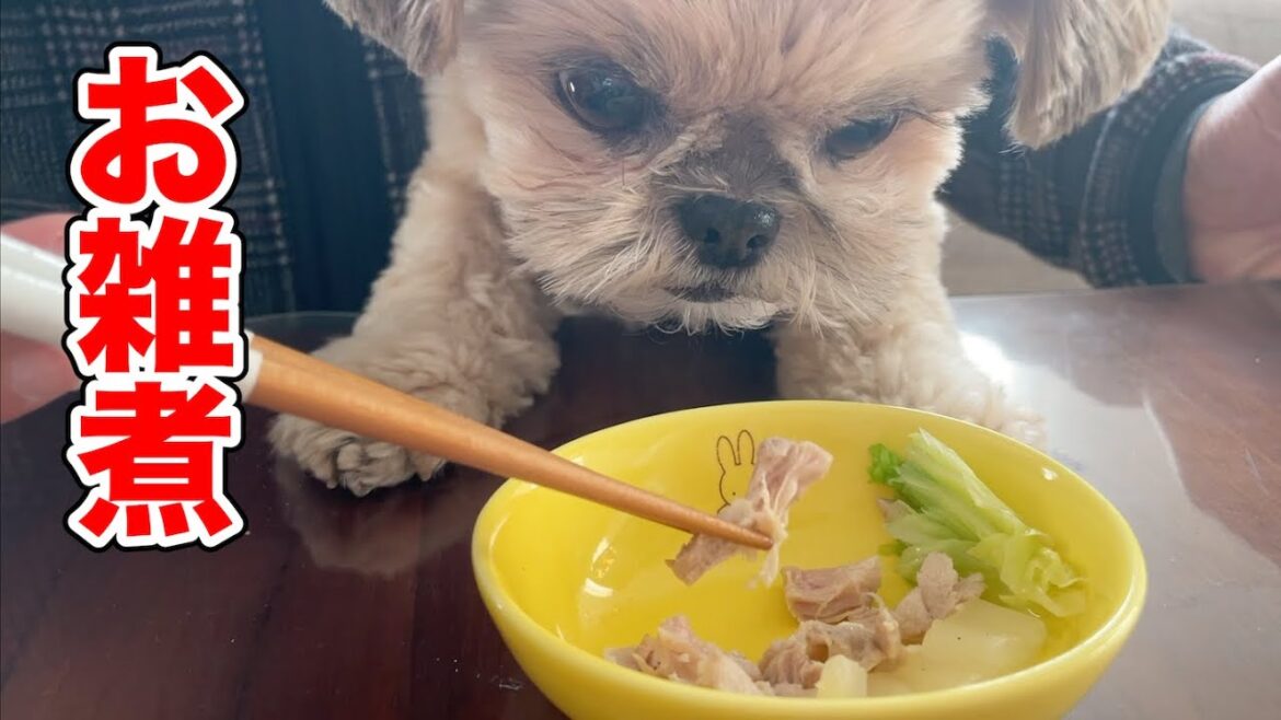 お正月の定番料理 お雑煮に夢中の犬 チワワ×シーズー