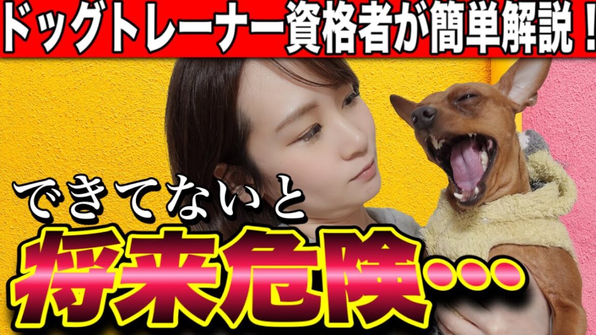 【犬のしつけ解説】犬との主従関係と信頼関係の作り方大全
