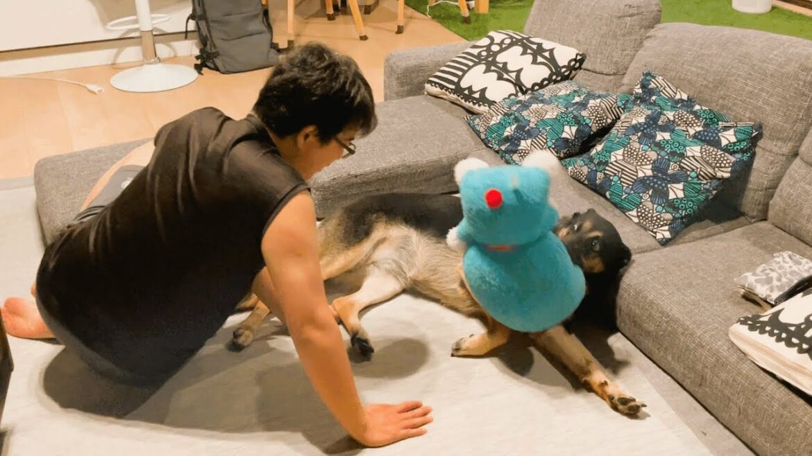 お風呂上りに一緒にくつろぎたい飼い主と、全力で遠慮するジャーマンシェパード お風呂上りに一緒にくつろぎたい飼い主と、全力で遠慮するジャーマンシェパード