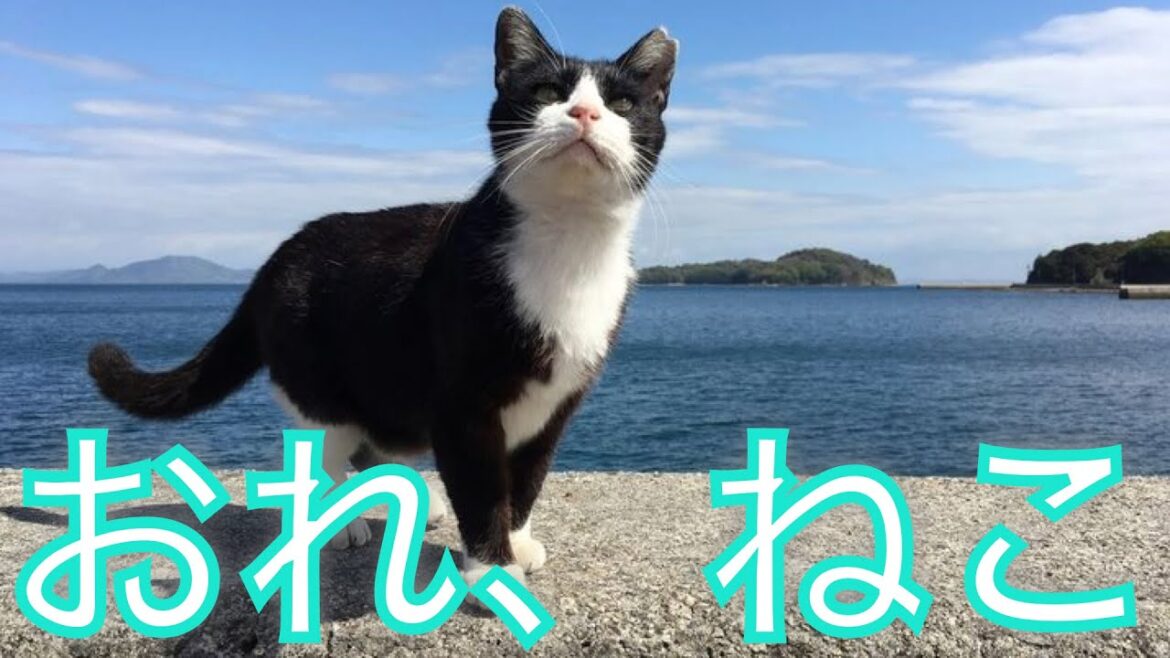 中国地方の猫 ✕【おれ、ねこ】 中国地方の猫 ✕【おれ、ねこ】