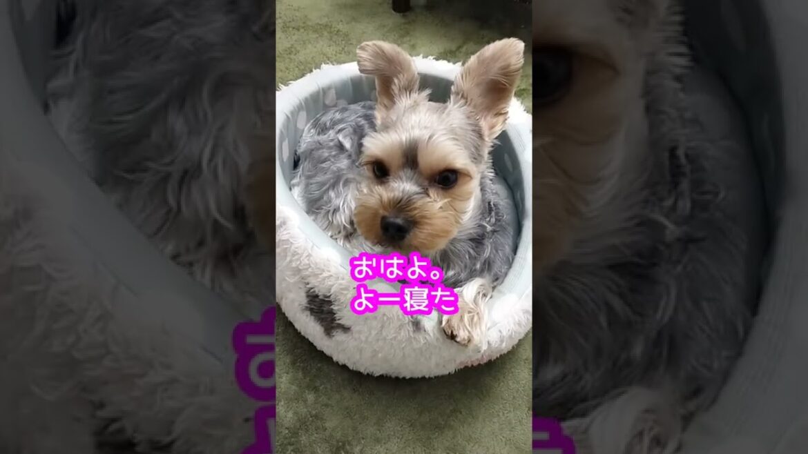 使える物はずっと使う♡物持ちが良い デカヨークシャーテリア。