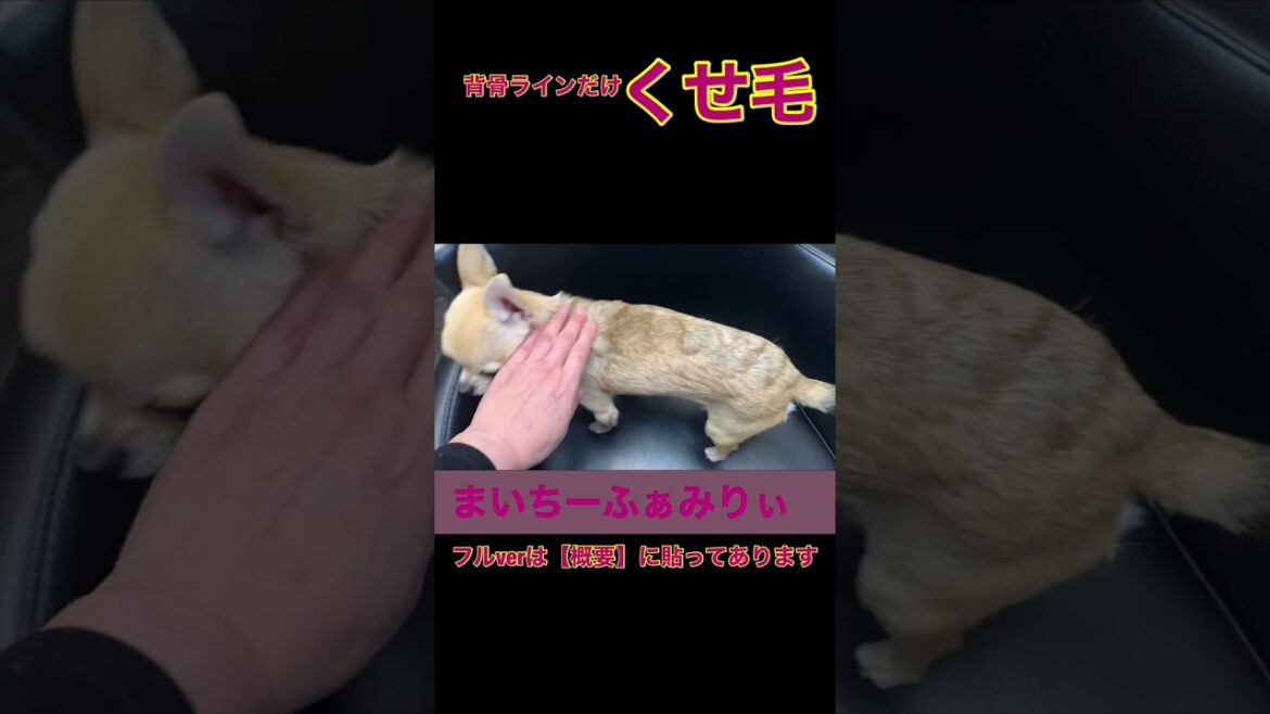 背中だけくせ毛のスムースコート『チワワのノア』#shorts