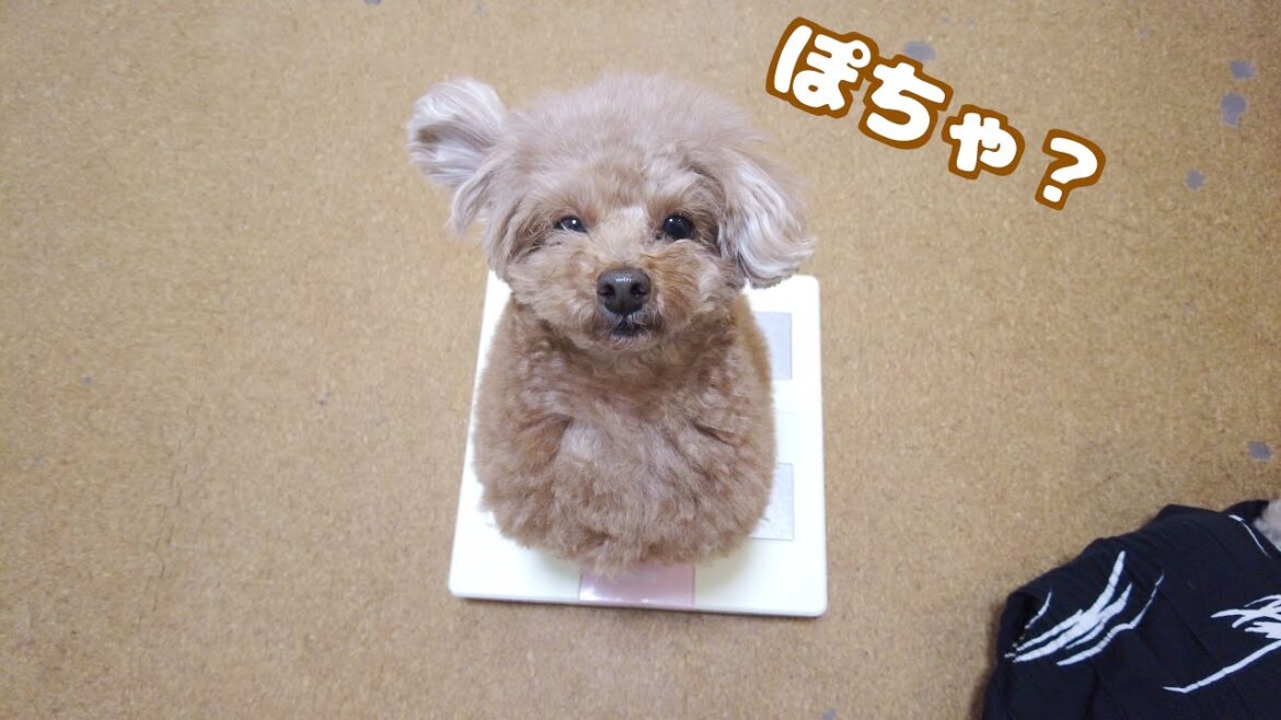 正月太り疑惑でぽっちゃりした愛犬の体重を計ってみたら… 正月太り疑惑でぽっちゃりした愛犬の体重を計ってみたら…