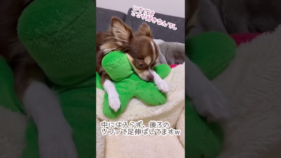 ベッドの使い方が違うチワワ #shorts #犬