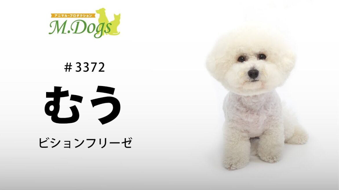 ペットモデル #3372 ビションフリーゼ「むう」