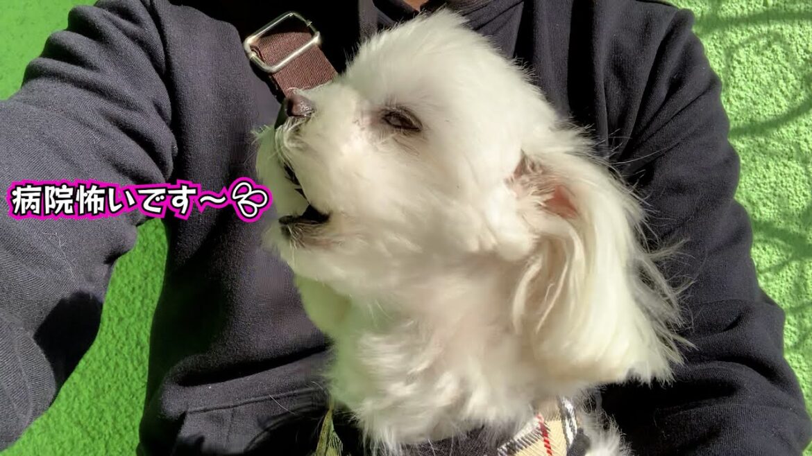 【マルチーズ】病院に着いた時の悲壮感がヤバイ奈々