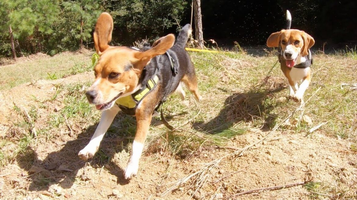 【前回の続き】ビーグル犬３頭の様子と飼い主の思いなど色々